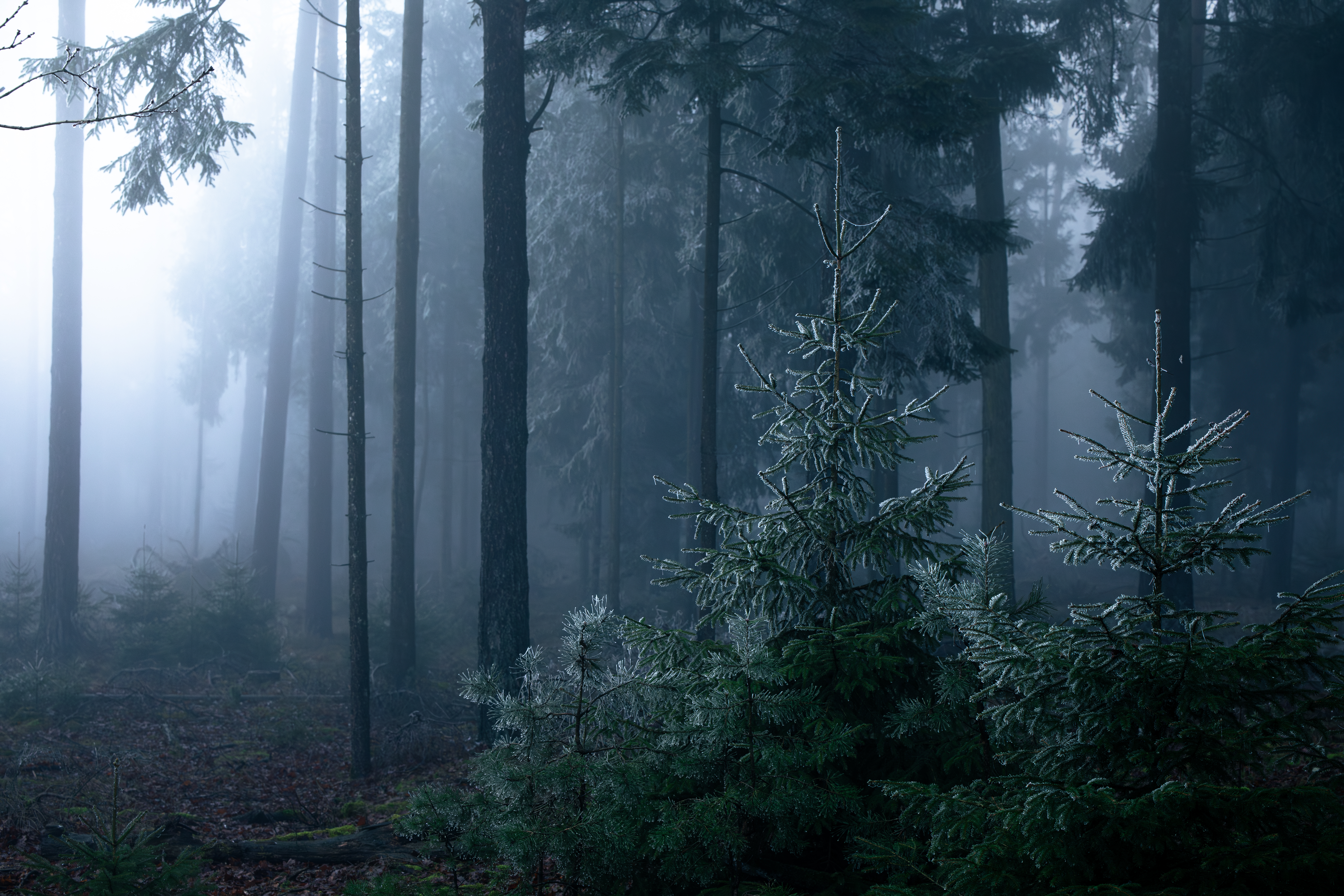 20241228  24 5331 Verbessert RR